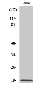 Op18 Polyclonal Antibody