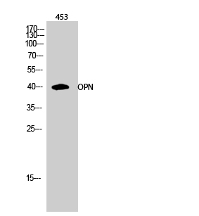 OPN Polyclonal Antibody