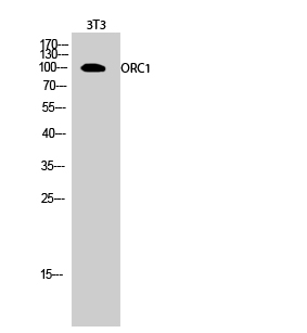 ORC1 Polyclonal Antibody