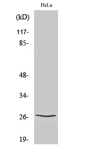 p27 Polyclonal Antibody