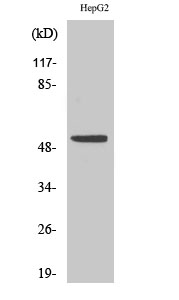 p53 Polyclonal Antibody