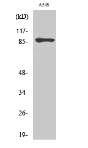 PML Polyclonal Antibody