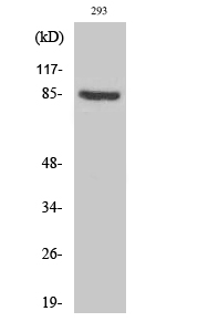 PNPase Polyclonal Antibody