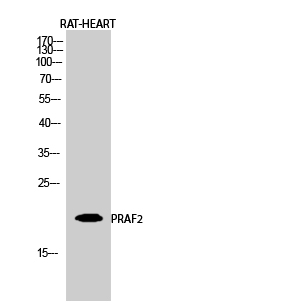 PRAF2 Polyclonal Antibody