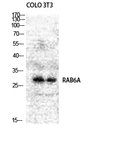 Rab 6A Polyclonal Antibody