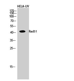 Rad51 Polyclonal Antibody
