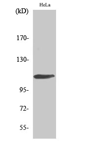 Rb Polyclonal Antibody