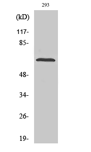 SH-PTP2 Polyclonal Antibody