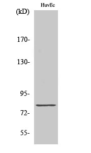 Tau Polyclonal Antibody
