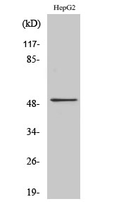 Tubulin α Polyclonal Antibody