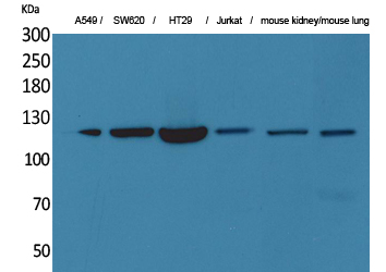 CD133 Polyclonal Antibody