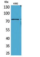 BMAL1 Polyclonal Antibody