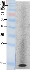 Histone H2A Polyclonal Antibody