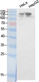 NCoA-3 Polyclonal Antibody