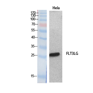 Flt3-L Polyclonal Antibody
