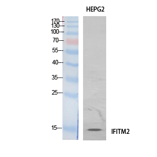IFITM2 Polyclonal Antibody