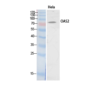OAS2 Polyclonal Antibody