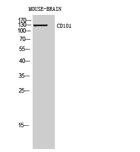 CD101 Polyclonal Antibody