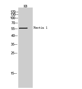 Nectin 1 Polyclonal Antibody