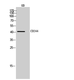 CD244 Polyclonal Antibody