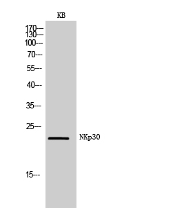 NKp30 Polyclonal Antibody