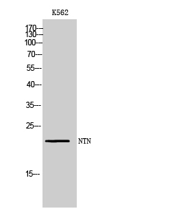 NTN Polyclonal Antibody