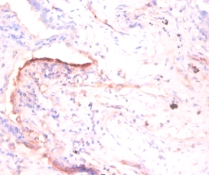 Fructose-bisphosphate aldolase A Polyclonal Antibody