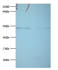 Phosphoglycerate kinase 1 Polyclonal Antibody