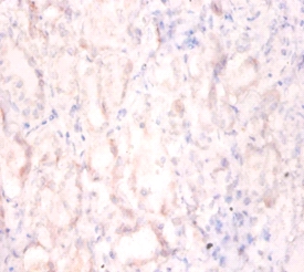 Interleukin enhancer-binding factor 2 Polyclonal Antibody