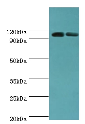 ALDH1L1 Polyclonal Antibody