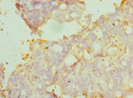 MANF Polyclonal Antibody