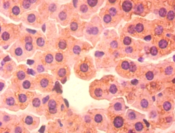 D-beta-hydroxybutyrate dehydrogenase, mitochondrial Polyclonal Antibody