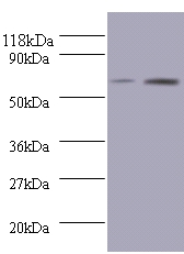 Bone morphogenetic protein 3 Polyclonal Antibody
