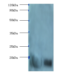 β-Lactoglobulin Polyclonal Antibody