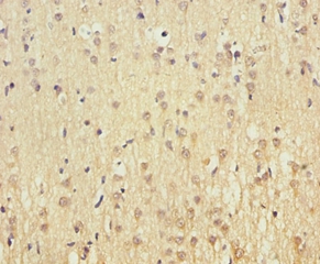 Cytochrome c oxidase subunit 5A, mitochondrial Polyclonal Antibody