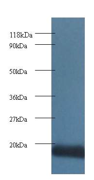 Cytochrome c oxidase subunit 5A, mitochondrial Polyclonal Antibody