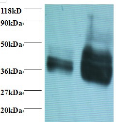 Gliadin Polyclonal Antibody