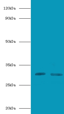 CD82 antigen Polyclonal Antibody