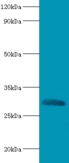 Chymotrypsin-like elastase family member 2A Polyclonal Antibody