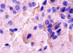 Cyclic AMP-responsive element-binding protein 1 Polyclonal Antibody