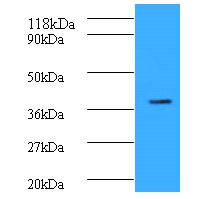 Cyclic AMP-responsive element-binding protein 1 Polyclonal Antibody
