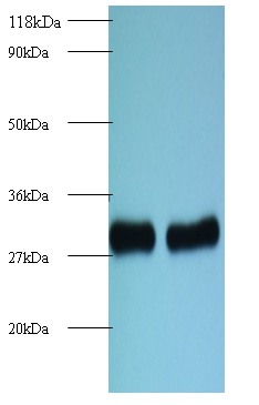 60S ribosomal protein L8 Polyclonal Antibody