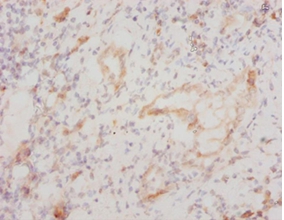 Cytochrome c Polyclonal Antibody