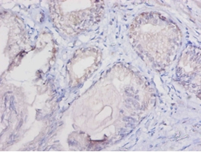 Cytochrome c Polyclonal Antibody