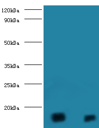 D-amino acid oxidase activator Polyclonal Antibody