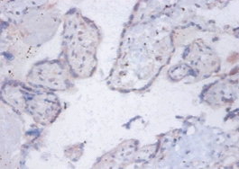 6.8 kDa mitochondrial proteolipid Polyclonal Antibody