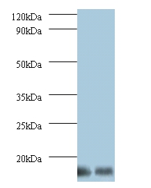 6.8 kDa mitochondrial proteolipid Polyclonal Antibody