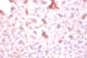 DTW domain-containing protein 1 Polyclonal Antibody