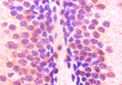 ELAV-like protein 2 Polyclonal Antibody
