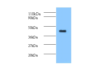 ELAV-like protein 2 Polyclonal Antibody